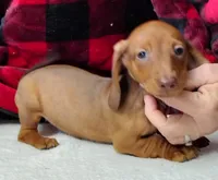 Noel, a female Miniature Dachshund for sale in Arab, AL – Photo 1 of 7