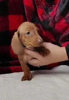 Noel, a female Miniature Dachshund for sale in Arab, AL – Photo 7 of 7