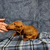 Noel, a female Miniature Dachshund for sale in Arab, AL – Photo 6 of 7