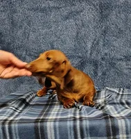 Noel, a female Miniature Dachshund for sale in Arab, AL – Photo 2 of 7