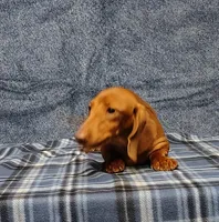 Noel, a female Miniature Dachshund for sale in Arab, AL – Photo 5 of 7