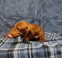 Noel, a female Miniature Dachshund for sale in Arab, AL – Photo 1 of 7