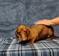 Noel, a female Miniature Dachshund for sale in Arab, AL – Photo 4 of 7