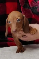 Noel, a female Miniature Dachshund for sale in Arab, AL – Photo 6 of 7