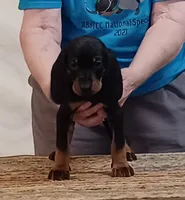 Betty, a female American Black and Tan Coonhound for sale in Arab, AL – 3 of 4