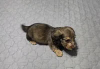 Benny, a male Miniature Dachshund for sale in Arab, AL – 7 of 7