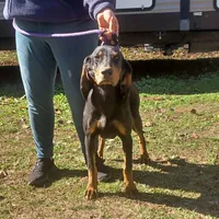 Grey Goose, a male American Black and Tan Coonhound for sale in Arab, AL – Photo 1 of 10