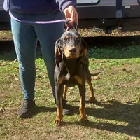 Grey Goose, a male American Black and Tan Coonhound for sale in Arab, AL – Photo 2 of 10