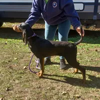Grey Goose, a male American Black and Tan Coonhound for sale in Arab, AL – Photo 9 of 10