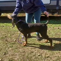 Grey Goose, a male American Black and Tan Coonhound for sale in Arab, AL – Photo 6 of 10