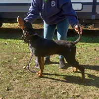 Grey Goose, a male American Black and Tan Coonhound for sale in Arab, AL – Photo 8 of 10