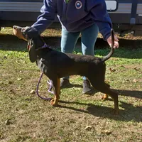 Grey Goose, a male American Black and Tan Coonhound for sale in Arab, AL – Photo 10 of 10