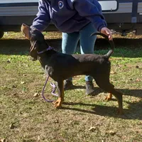 Grey Goose, a male American Black and Tan Coonhound for sale in Arab, AL – Photo 7 of 10