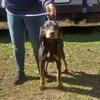 Grey Goose, a male American Black and Tan Coonhound for sale in Arab, AL – Photo 3 of 10