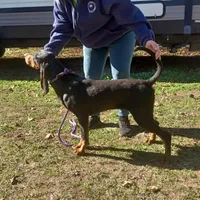 Grey Goose, a male American Black and Tan Coonhound for sale in Arab, AL – Photo 5 of 10