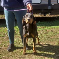 Grey Goose, a male American Black and Tan Coonhound for sale in Arab, AL – Photo 4 of 10