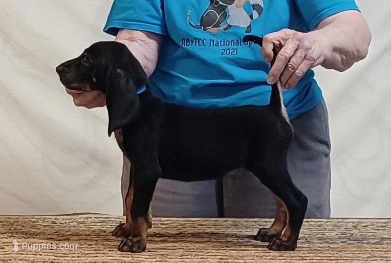 Andy – American Black and Tan Coonhound puppy for sale in Arab, AL