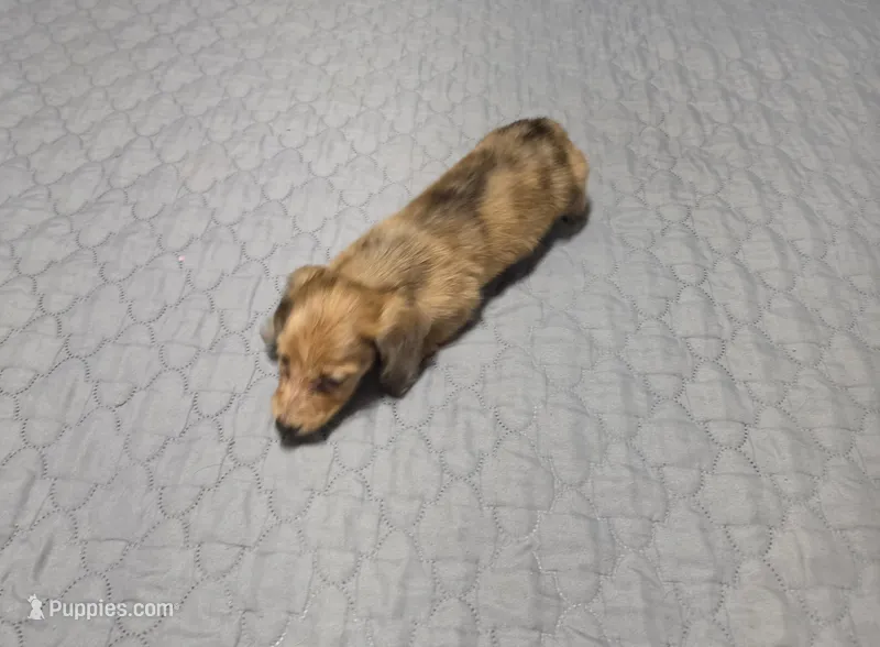 Star – Miniature Dachshund puppy for sale in Arab, AL