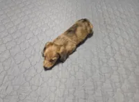 Star, a female Miniature Dachshund for sale in Arab, AL – 1 of 7