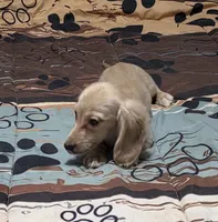 Little bit, a female Miniature Dachshund for sale in Arab, AL – 10 of 10
