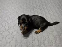 Valerie, a female Miniature Dachshund for sale in Arab, AL – 7 of 8