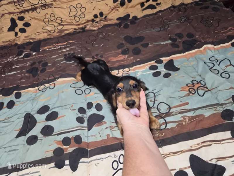Dora – Miniature Dachshund puppy for sale in Arab, AL