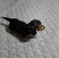 Dora, a female Miniature Dachshund for sale in Arab, AL – 6 of 7