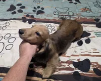 Benny, a male Miniature Dachshund for sale in Arab, AL – 8 of 10