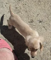 Little bit, a female Miniature Dachshund for sale in Arab, AL – 6 of 10