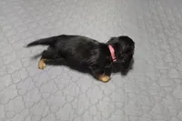 Dora, a female Miniature Dachshund for sale in Arab, AL – 2 of 7