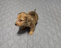 Star, a female Miniature Dachshund for sale in Arab, AL – 6 of 7