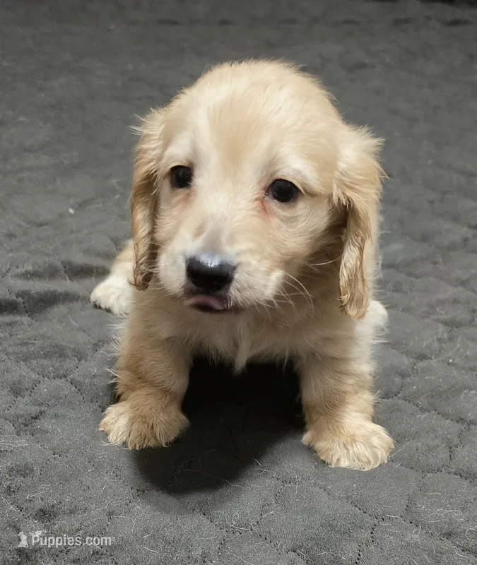 Bear – Miniature Dachshund puppy for sale in Arab, AL