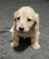 Bear, a male Miniature Dachshund for sale in Arab, AL – 1 of 9