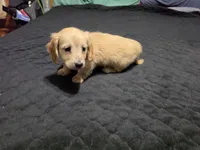 Bear, a male Miniature Dachshund for sale in Arab, AL – 3 of 9