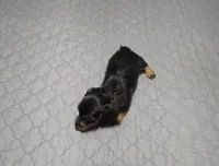 Valerie, a female Miniature Dachshund for sale in Arab, AL – 3 of 8