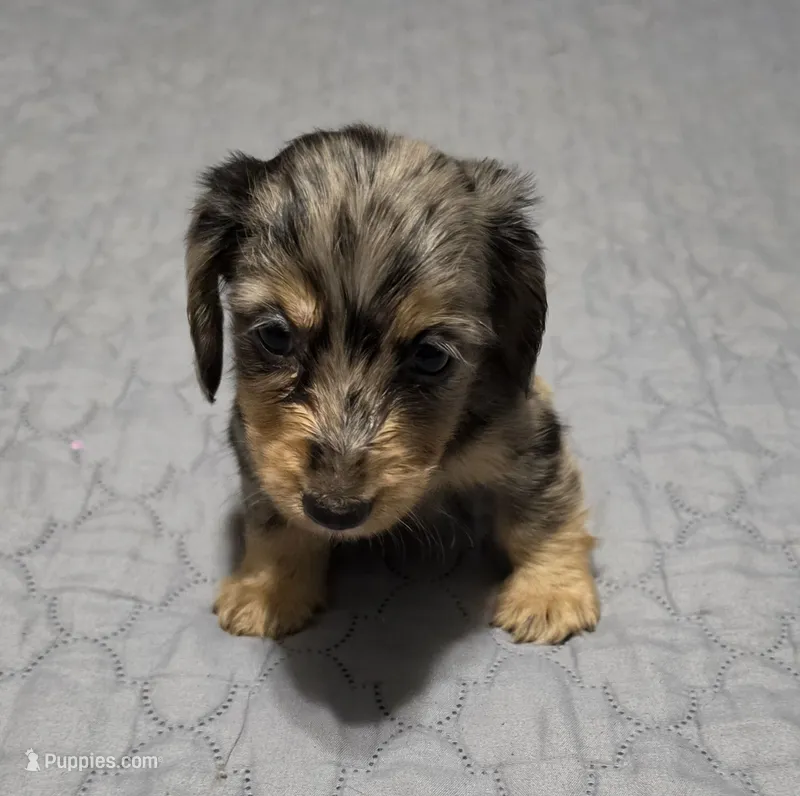 Boots – Miniature Dachshund puppy for sale in Arab, AL