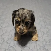 Boots, a male Miniature Dachshund for sale in Arab, AL – 1 of 9