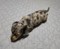 Boots, a male Miniature Dachshund for sale in Arab, AL – 6 of 9