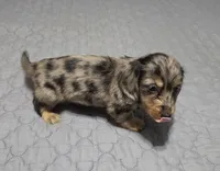 Boots, a male Miniature Dachshund for sale in Arab, AL – 9 of 9