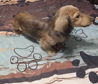Benny, a male Miniature Dachshund for sale in Arab, AL – 6 of 10