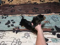 Dora, a female Miniature Dachshund for sale in Arab, AL – 5 of 6
