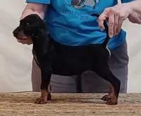 Betty, a female American Black and Tan Coonhound for sale in Arab, AL – 2 of 4