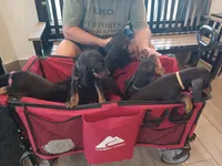 Barny, a male American Black and Tan Coonhound for sale in Arab, AL – 3 of 5