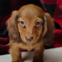 Max, a male Miniature Dachshund for sale in Arab, AL – Photo 1 of 10