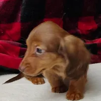 Max, a male Miniature Dachshund for sale in Arab, AL – Photo 9 of 10