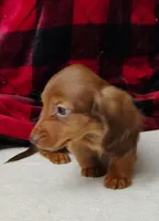 Max, a male Miniature Dachshund for sale in Arab, AL – Photo 9 of 10