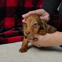 Max, a male Miniature Dachshund for sale in Arab, AL – Photo 6 of 10