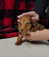 Max, a male Miniature Dachshund for sale in Arab, AL – Photo 6 of 10