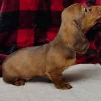 Max, a male Miniature Dachshund for sale in Arab, AL – Photo 10 of 10