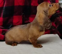 Max, a male Miniature Dachshund for sale in Arab, AL – Photo 10 of 10